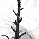 Tikka_woodpecker * 800 x 803 * (377KB)