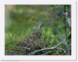 pyy_hazel-grouse_9020 * 1381 x 1073 * (1.36MB)