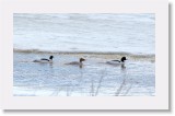 Isokoskelot_mergansers * 2303 x 1350 * (2.43MB)