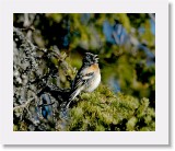Jarripeippo_brambling * 1247 x 1038 * (1.41MB)