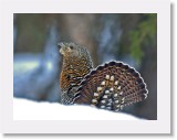 Koppelo_capercaillie * 1767 x 1326 * (2.19MB)