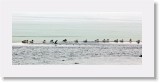 Koskelot_mergansers * 2879 x 1182 * (3.31MB)