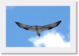 Saaksi_osprey1 * 1935 x 1241 * (1.29MB)
