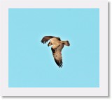 Saaksi_osprey2 * 1181 x 1046 * (1.11MB)