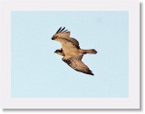 Saaksi_osprey3 * 941 x 701 * (634KB)