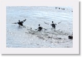 Taelkat_goldeneyes * 2582 x 1629 * (5.48MB)
