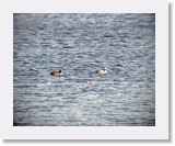 Uivelot_smews * 1980 x 1578 * (3.77MB)