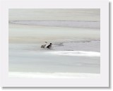 Uivelot_smews2 * 1681 x 1292 * (1.2MB)