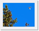 urpiaiset_redpolls * 2196 x 1683 * (3.89MB)
