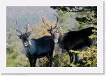 Porot_Reindeers * 2895 x 1944 * (3.5MB)
