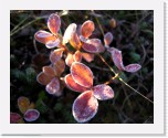 Ruska_0553 * 2929 x 2339 * (4.65MB)