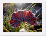 ruska3 * 3264 x 2448 * (6.1MB)