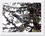 61_Metso_capercaillie * 1842 x 1405 * (3.29MB)