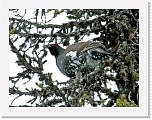 62_Metso_capercaillie * 1754 x 1336 * (3.25MB)