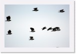 8toyhtohyyppa_lapwing * 3008 x 2000 * (4.16MB)