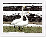 Joutsenet_Whoopers * 1601 x 1242 * (2.21MB)