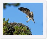 1b_Osprey_Saaksi_2 * 2294 x 1856 * (3.5MB)