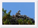 1b_Osprey_Saaksi_3 * 1574 x 1088 * (1.35MB)