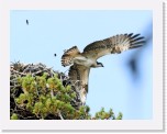 1c_Osprey_Saaksi_4 * 2348 x 1821 * (2.72MB)