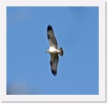 1d_Osprey_Saaksi_5 * 1737 x 1674 * (1.58MB)
