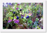 Bilberry * 3018 x 2001 * (5.21MB)