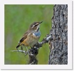 Bluethroat_Sinirinta * 1348 x 1276 * (1006KB)