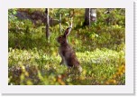 Hare_3408 * 2973 x 1956 * (4.71MB)