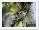 Jarripeippo_brambling * 2320 x 1750 * (2.2MB)