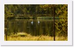 Joutsenet_whoopers3160 * 3695 x 2176 * (5.86MB)