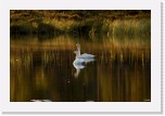 Joutsenet_whoopers3169 * 2125 x 1393 * (1.9MB)