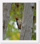 Kapytikka_woodpecker * 1535 x 1710 * (1.91MB)