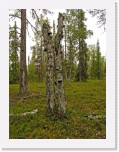 Pokkelot6399 * 2448 x 3264 * (11.85MB)