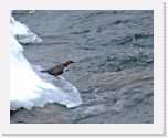 dipper_1553 * 1691 x 1345 * (1.66MB)