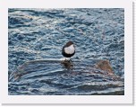 dipper_1915 * 2000 x 1495 * (3.28MB)