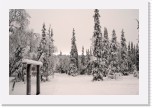 Sammalvaara_5722 * 3872 x 2592 * (6.27MB)