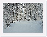 metsa_IMG_3499 * 600 x 450 * (99KB)