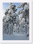 metsa_IMG_3551 * 423 x 600 * (94KB)