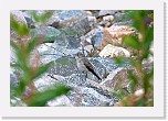 harmaasieppo_0203 * 1552 x 1052 * (1.16MB)
