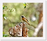 leppalintu_redstart * 1067 x 928 * (714KB)