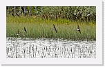 tormapaaskyt_sandmartin2 * 1519 x 894 * (1.28MB)