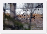 hanhet_gooses * 640 x 440 * (130KB)