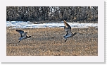 kuovi_curlew1 * 640 x 345 * (103KB)