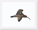 kuovi_curlew2 * 640 x 490 * (54KB)