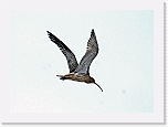 kuovi_curlew3 * 640 x 458 * (69KB)