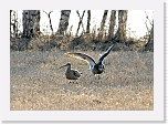kuovi_curlews * 640 x 452 * (137KB)