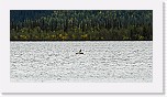merimetso_0457 * 2976 x 1526 * (3.23MB)