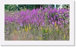 horsmat_6782 * 800 x 455 * (362KB)
