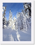 Snow * 2842 x 3764 * (10.99MB)