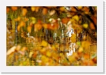 ruska_8296 * 800 x 531 * (363KB)