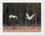 joutsenet_2606 * 2200 x 1696 * (2.51MB)